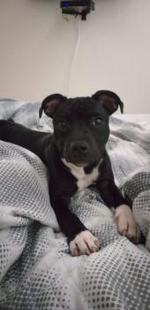 Luke, Staffordshire Bull Terrier