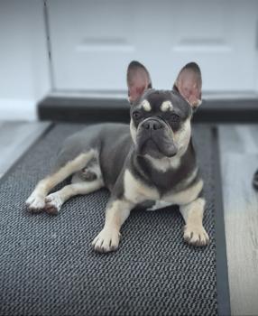 Bailey, Französische Bulldogge