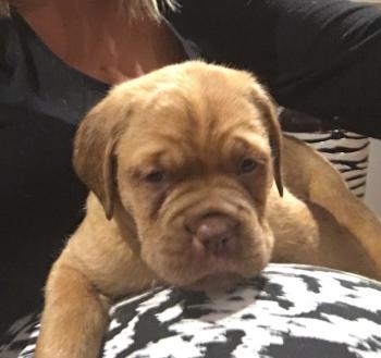 Molly, Dogo De Burdeos