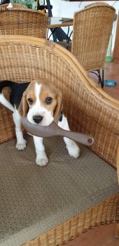 Buddy, Beagle
