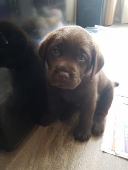 Maximus, Labrador Retriever