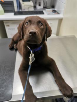 Barney, Labrador Retriever