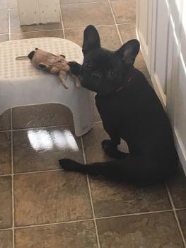 Ellie, Bulldog Francés