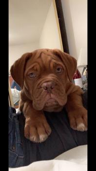 Blue, Dogue de Bordeaux