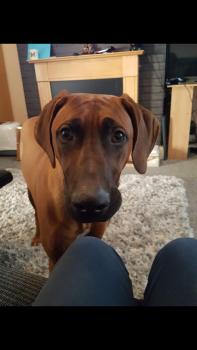 Blue, Rhodesian Ridgeback