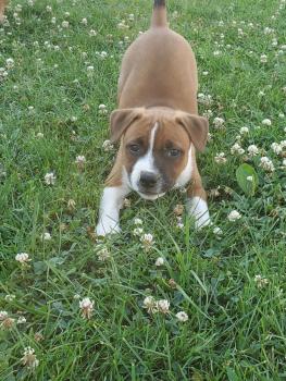 Lady, Staffordshire Bull Terrier