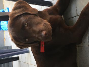 Paco, Labrador Retriever