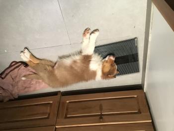 Darla, Australischer Schäferhund