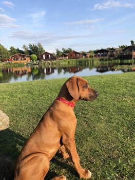 Watson Blue, Rhodesian Ridgeback