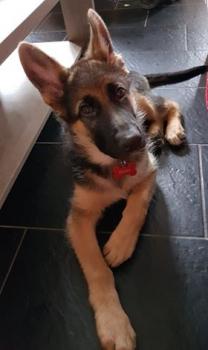 Pilou, Perro Pastor Alemán