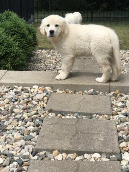 Lizzy, Golden Retriever