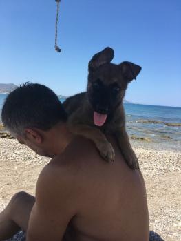 Leo, Pastor Belga Malinois
