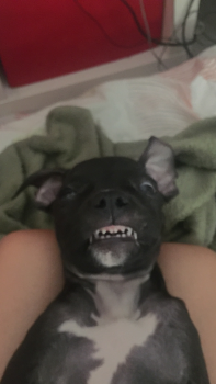Nneka, Staffordshire Bull Terrier