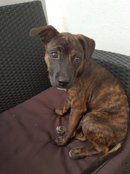 Naya, Staffordshire Bull Terrier