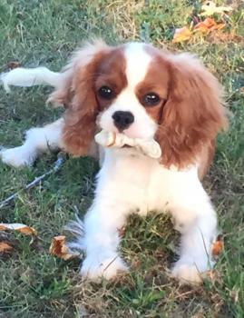 Paloma, Cavalier King Charles Spaniel