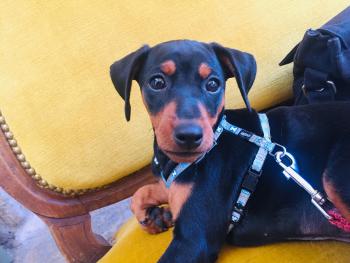 GANESH, Pinscher (Alemán)