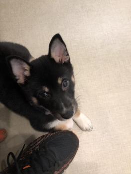 Norrin, Shiba Inu Japonés