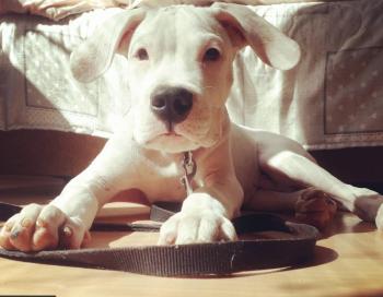 Rocco Barocco, Dogo Argentino