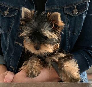 POLY, Yorkshire Terrier
