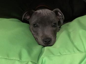 Pickles, Staffordshire Bull Terrier
