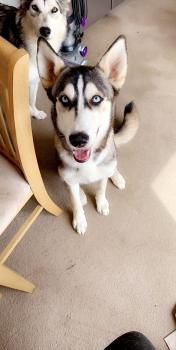 Max, Husky Siberiano