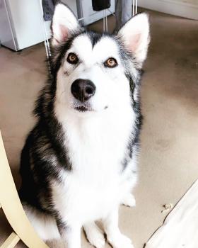 Mia, Malamute De Alaska