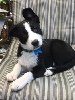 Jake, Border Collie