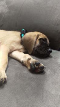Lillie Dawn, English Dogge