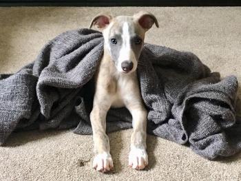 Rupert, Whippet