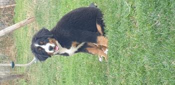 Païko, Bernese Cattle Dogs