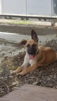 Nikita, Pastor Belga Malinois