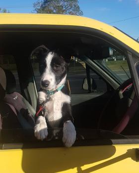 Socks, Border Collie