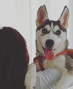 Miss Pop, Husky Siberiano