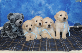 Pagan, Golden Retriever