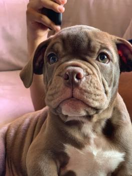 Hershey, Bulldog