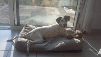 Pixie, Pointer