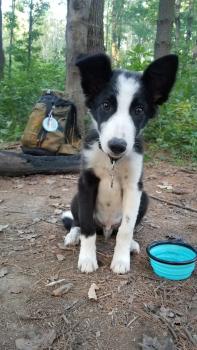Finn, Border Collie