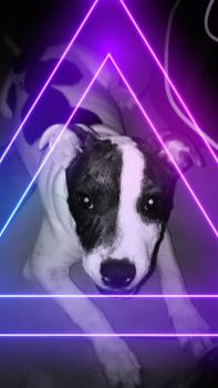 Palm, Staffordshire Bull Terrier