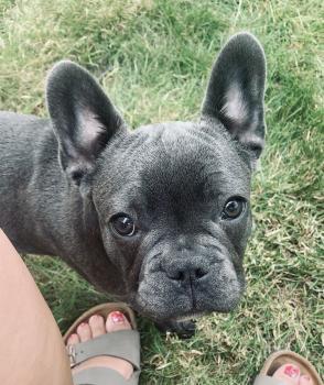 Jeffrey, Bulldog Francés