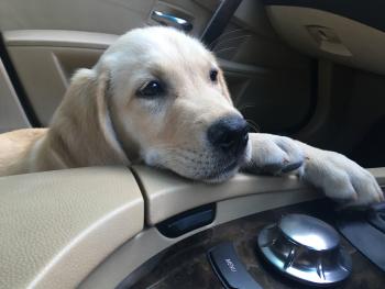 Michael, Labrador Retriever