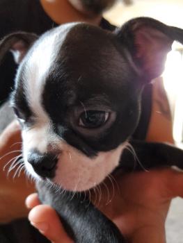 Murphy, Boston Terrier