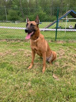 Nouchka, Pastor Belga Malinois