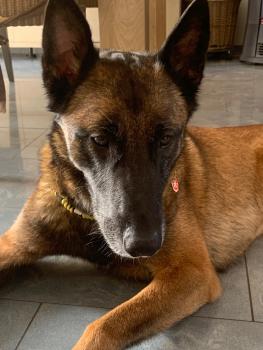 Nurdjia, Pastor Belga Malinois