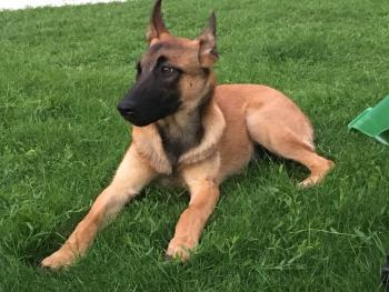 Prince, Pastor Belga Malinois