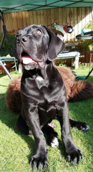 Tank, Cane Corso