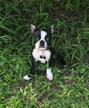 Zander, Boston Terrier