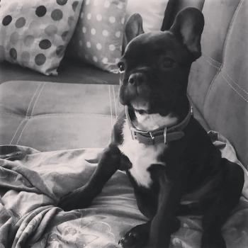 Ivory, Bulldog Francés