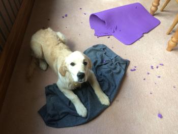 Puzzle, Golden Retriever