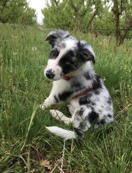 Titan, Border Collie