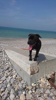 Punch, Staffordshire Bull Terrier